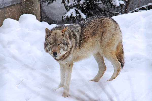 Wildlife Arctic
