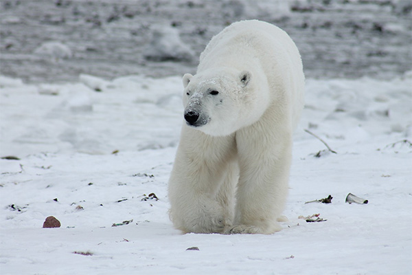 Arctic Polar Bear