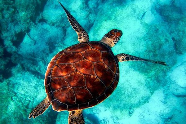 Sea turtle diving